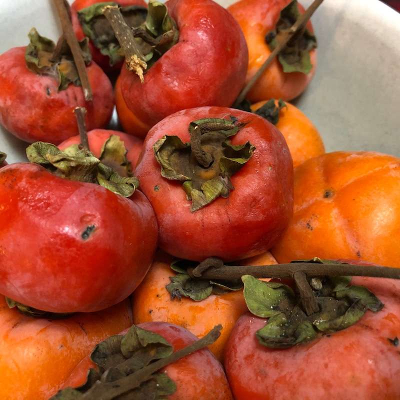 Japanese Food: Persimmons from Our Garden