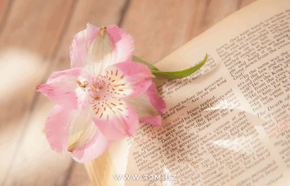How Can I Meet Christian Japanese Women?